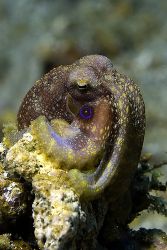 The Ultra-Rare 'Twinspot' Blue ring Octopus from Lembeh.... by Dr Bob Whorton 